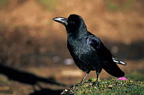 Jungle Crow (Corvus macrorhynchos) on rock, Bhutan.