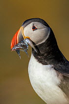 RF- Atlantic Puffin (Fratercula arctica) with beak full of Sand eels (Ammodytes tobianus) portrait. Fair Isle, Shetland Islands, Scotland, UK, July. (This image may be licensed either as rights manage...