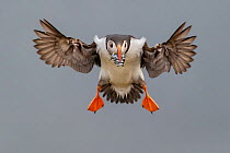 RF- Atlantic Puffin (Fratercula arctica) in flight, coming into land with beak full of sand eels (Ammodytes tobianus). Fair Isle, Shetland Islands, Scotland, UK, July. (This image may be licensed eith...