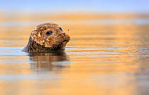 Common / Harbour seal (Phoca vitulina) looking out of water with bee hovering above its nose. Shetland Islands, Scotland, UK, July.