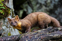 RF- Pine marten (Martes martes) juvenile male standing on an old fallen tree. Molde, Central Norway, September. (This image may be licensed either as rights managed or royalty free.)