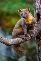Pine marten (Martes martes) juvenile male sitting on branch of a dead tree outside an old black woodpecker (Dryocopus martius) nest hole. Molde, Central Norway, September.