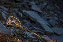 Arctic Fox (Alopex / Vulpes lagopus) smelling ground, backlit, during moult from grey summer fur to winter white. Dovrefjell National Park, Norway, September.