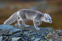 Arctic Fox (Alopex / Vulpes lagopus) walking along ridge, during moult from grey summer fur to winter white. Dovrefjell National Park, Norway, September.