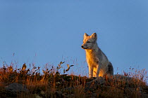 Arctic Fox (Alopex / Vulpes lagopus) sitting on ridge, catching the evening sun, during moult from grey summer fur to winter white. Dovrefjell National Park, Norway, September.