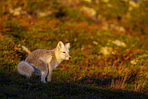 Arctic Fox (Alopex / Vulpes lagopus) urinating/scent marking, during moult from grey summer fur to winter white. Dovrefjell National Park, Norway, September.