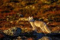 Arctic Fox (Alopex / Vulpes lagopus) standing in tundra in autumn colours. Dovrefjell National Park, Norway, September.
