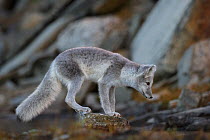 Arctic Fox (Alopex / Vulpes lagopus) standing on rock, during moult from grey summer fur to winter white. Dovrefjell National Park, Norway, September.