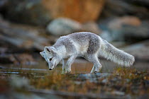 Arctic Fox (Alopex / Vulpes lagopus) standing at the edge of a frozen pond, during moult from grey summer fur to winter white. Dovrefjell National Park, Norway, September.