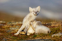 Arctic Fox (Alopex / Vulpes lagopus) sitting and scratching, during moult from grey summer fur to winter white. Dovrefjell National Park, Norway, September.