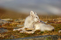 Arctic Fox (Alopex / Vulpes lagopus) sitting, licking coat/cleaning, during moult from grey summer fur to winter white. Dovrefjell National Park, Norway, September.