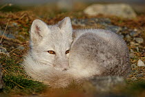 RF- Arctic Fox (Alopex lagopus) curled up, resting, during moult from grey summer fur to winter white. Dovrefjell National Park, Norway, September. Dovrefjell National Park, Norway, September. (This i...