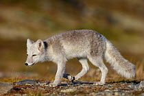 Arctic Fox (Alopex / Vulpes lagopus) walking, during moult from grey summer fur to winter white. Dovrefjell National Park, Norway, September.