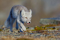 Arctic Fox (Alopex / Vulpes lagopus) walking, during moult from grey summer fur to winter white. Dovrefjell National Park, Norway, September.