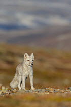 Arctic Fox (Alopex / Vulpes lagopus) standing in tundra, during moult from grey summer fur to winter white. Dovrefjell National Park, Norway, September.