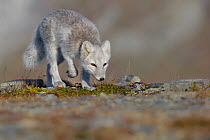 Arctic Fox (Alopex / Vulpes lagopus) searching for food/prey, during moult from grey summer fur to winter white. Dovrefjell National Park, Norway, September.