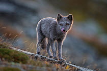 Arctic Fox cub (Alopex / Vulpes lagopus) with tongue out licking nose, blue morph, portrait. Dovrefjell National Park, Norway, September.
