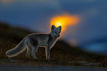 Arctic Fox (Alopex / Vulpes lagopus) at sunset, during moult from grey summer fur to winter white. Dovrefjell National Park, Norway, September.