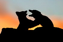 Arctic Foxes (Alopex / Vulpes lagopus) play fighting, silhouetted against a colourful sky at sunset. Dovrefjell National Park, Norway, September.