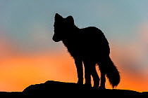 Arctic Fox (Alopex / Vulpes lagopus) standing on rock, silhouetted against a colourful sky at sunset. Dovrefjell National Park, Norway, September.