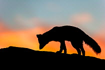 Arctic Fox (Alopex / Vulpes lagopus) standing on rock, silhouetted against a colourful sky at sunset. Dovrefjell National Park, Norway, September.