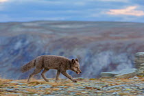 Arctic Fox cub (Alopex / Vulpes lagopus) running. Motion blur. Dovrefjell National Park, Norway, September.