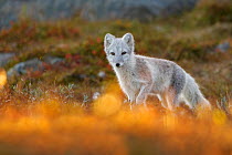 Arctic Fox (Alopex / Vulpes lagopus) portrait in early morning light, during moult from grey summer fur to winter white. Dovrefjell National Park, Norway, September.