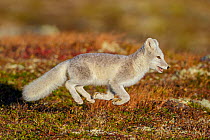 RF- Arctic Fox (Alopex / Vulpes lagopus) running with all four feet off the ground, during moult from grey summer fur to winter white. Dovrefjell National Park, Norway, September. (This image may be l...