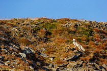Arctic Fox (Alopex / Vulpes lagopus) in environment, during moult from grey summer fur to winter white. Dovrefjell National Park, Norway, September.