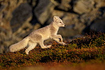 Arctic Fox (Alopex / Vulpes lagopus) running, during moult from grey summer fur to winter white. Dovrefjell National Park, Norway, September.