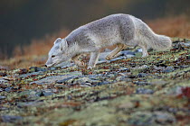 Arctic Fox (Alopex / Vulpes lagopus) stalking prey, during moult from grey summer fur to winter white. Dovrefjell National Park, Norway, September.