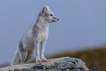 Arctic Fox (Alopex / Vulpes lagopus) standing on rock, portrait, during moult from grey summer fur to winter white. Dovrefjell National Park, Norway, September.