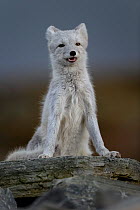 RF- Arctic Fox (Alopex / Vulpes lagopus) portrait, during moult from grey summer fur to winter white. Dovrefjell National Park, Norway, September. (This image may be licensed either as rights managed...