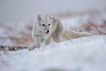Arctic Fox (Alopex / Vulpes lagopus) hunting in fresh snow, during moult from grey summer fur to winter white. Dovrefjell National Park, Norway, September.