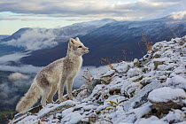 Arctic Fox (Alopex / Vulpes lagopus) standing on ridge, during moult from grey summer fur to winter white. Dovrefjell National Park, Norway, September.