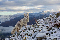 RF- Arctic Fox (Alopex / Vulpes lagopus) standing on ridge, during moult from grey summer fur to winter white. Dovrefjell National Park, Norway, September. (This image may be licensed either as rights...