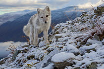 RF- Arctic Fox (Alopex / Vulpes lagopus) standing on ridge, during moult from grey summer fur to winter white. Dovrefjell National Park, Norway, September. (This image may be licensed either as rights...