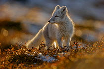 Arctic Fox (Alopex / Vulpes lagopus) backlit portrait, during moult from grey summer fur to winter white. Dovrefjell National Park, Norway, September.