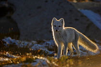 Arctic Fox (Alopex / Vulpes lagopus) backlit portrait, during moult from grey summer fur to winter white. Dovrefjell National Park, Norway, September.