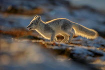 Arctic Fox (Alopex / Vulpes lagopus) running along ridge, backlit, during moult from grey summer fur to winter white. Dovrefjell National Park, Norway, September.