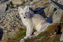 Arctic Fox (Alopex / Vulpes lagopus) portrait, during moult from grey summer fur to winter white. Dovrefjell National Park, Norway, September.