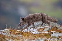 Arctic Fox cub (Alopex / Vulpes lagopus) running, blue morph. Dovrefjell National Park, Norway, September.