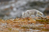 Arctic Fox (Alopex / Vulpes lagopus) running low to the ground, along ridge, during moult from grey summer fur to winter white. Dovrefjell National Park, Norway, September.