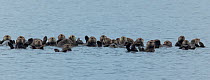 A raft of Sea otters (Enhydra lutris) socialize together as they float in sea, Sound at Sitka, Alaska, August.