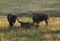 American Buffalo (Bison bison) bulls with a dead cow.  Buffalo will visit the carcass for weeks and  nudge and lick the remains. Wind Cave National Park, South Dakota, September.
