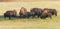 American Buffalo (Bison bison) gather at the carcass of a dead member of the herd and sniff, lick and nudge it. Wind Cave National Park, South Dakota, USA, September.