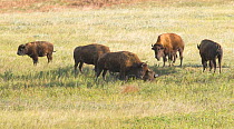 American Buffalo (Bison bison) gather at the carcass of a fallen member of the herd and pay their respects as they sniff, lick and nudge it. Buffalo will visit the carcass like this for weeks, the sam...