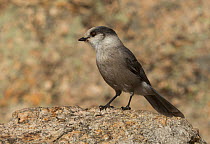 Gray Jay (Perisoreus canadensis) perched on a rock alongside the Needles Highway, Custer State Park, South Dakota, USA, October.