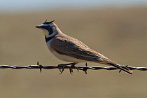 Horned Lark (Eremophila alpestris) perched on a strand of barbed wire. Karval State Wildlife Area of Colorado, USA, May.