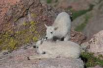 Rocky Mountain Goat (Oreamnos americanus) kid chewing on anothers ear, Mount Evans, Colorado, USA, July.